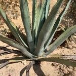 Agave asperrima Leaf