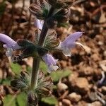 Salvia verbenaca Flor