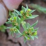 Euphorbia sulcata Blüte