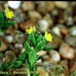 Linaria arenaria Habitat