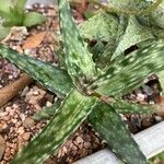 Aloe fragilis Yaprak