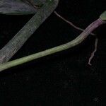 Philodendron bakeri Corteza
