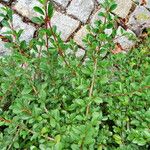 Cotoneaster dammeri Blatt