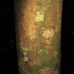 Bocoa viridiflora Kabuk