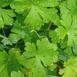 Geranium aculeolatum Leaf