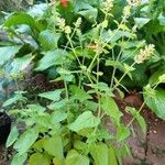 Salvia roemeriana Folla