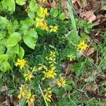 Genista germanica Habit