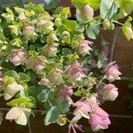 Origanum rotundifolium Flower