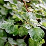 Ribes rubrum Feuille