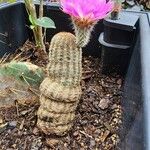 Echinocereus reichenbachii Blatt