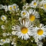 Erigeron annuus Blomma