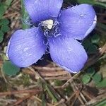 Gentianopsis ciliata Virág