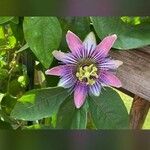 Passiflora amethystina 花