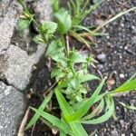 Triodanis perfoliata Blatt