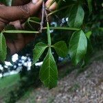 Paullinia cururu Blad