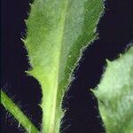 Hieracium gavellei Leaf