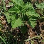 Croton hirtus Leaf