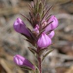 Orthocarpus bracteosus Fleur