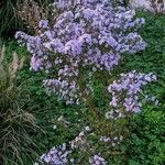 Symphyotrichum cordifolium Habitat