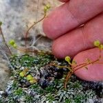Saxifraga caesia Fula