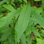 Doellingeria umbellata Hoja