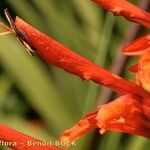 Chasmanthe floribunda Cvet