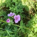 Geranium viscosissimum Blomst