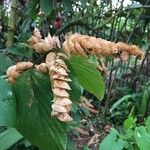 Flemingia strobilifera Fruit