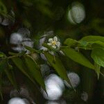 Muntingia calabura Fleur