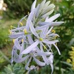 Camassia cusickii Flower