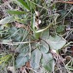 Taraxacum obovatum Blad