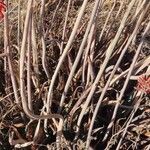 Aloe ellenbeckii Azala
