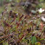 Juncus duthiei Habitat