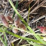 Crotalaria brevidens Φρούτο