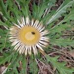 Carlina acanthifoliaKvět