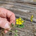 Potentilla pusilla Bloem