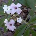 Cardamine heptaphylla Квітка