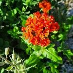 Lychnis chalcedonica Flower