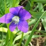 Viola × melissifolia Flower