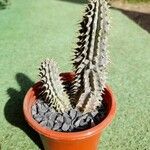 Hoodia gordonii Blatt