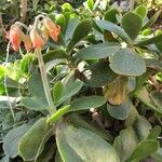 Cotyledon orbiculata عادت داشتن