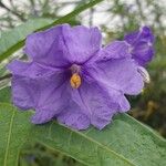 Solanum nudum Flower