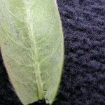 Salix daltoniana Leaf