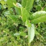Quercus agrifolia Hoja