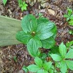 Smilax tamnoides Blatt