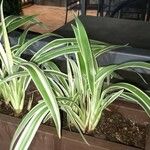 Chlorophytum comosum Liść