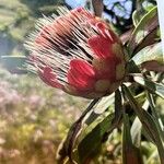 Protea caffra Flower