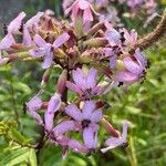 Saponaria officinalisFlor