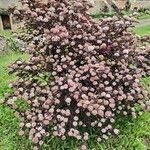 Physocarpus opulifolius आदत
