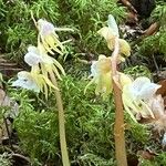 Epipogium aphyllum Libunga
